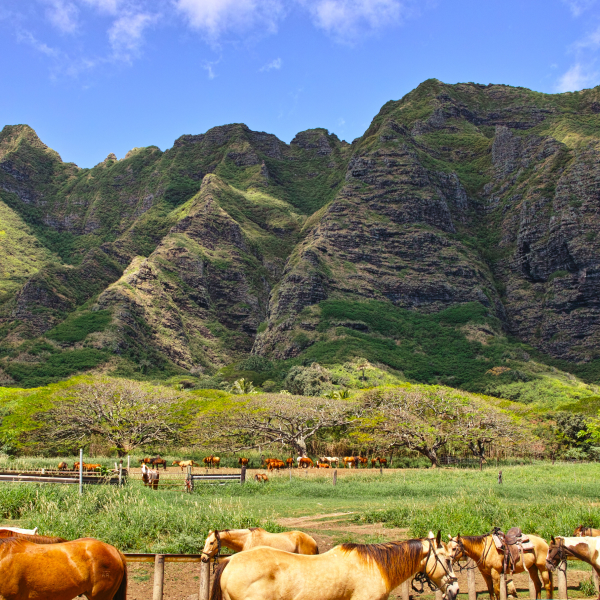 クアロアランチ