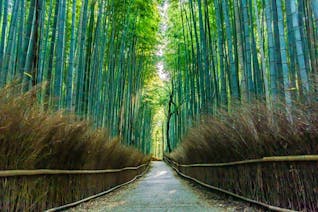 古都の雰囲気をたっぷり感じる！定番スポットを巡る京都旅行
