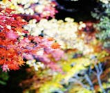 北海道で秋を先取り！層雲峡で紅葉を満喫する旅