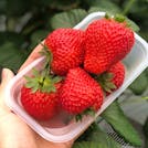 一面の芝桜にいちご狩り。色鮮やかな春の秩父をめぐる旅