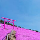 ピンク&ブルーの絶景！満開の芝桜と雄大なサロマ湖を楽しむ北海道旅