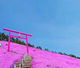 ピンク&ブルーの絶景！満開の芝桜と雄大なサロマ湖を楽しむ北海道旅