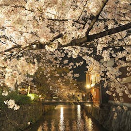 幻想的に照らされた夜桜をながめる、京都おさんぽ旅行