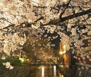幻想的に照らされた夜桜をながめる、京都おさんぽ旅行