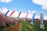 優雅にはためく鯉のぼりと桜景色を見に行こう！北海道・定山渓温泉旅