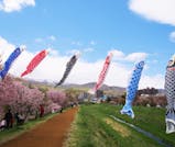優雅にはためく鯉のぼりと桜景色を見に行こう！北海道・定山渓温泉旅