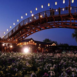 初夏の花「あやめ」「紫陽花」で季節を感じる千葉・茨城旅