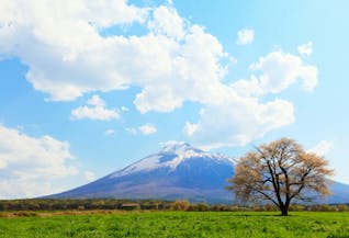 まだ雪の残る岩手で、春を感じる八幡平お花見旅