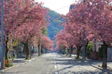 GW旅行にもおすすめ！桜舞う札幌で、「2度目のお花見」を楽しむ旅
