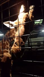 避暑地・那須高原で過ごす、動物ふれあい旅