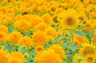 まぶしい夏に負けない！茨城の八重ひまわり畑を満喫する旅