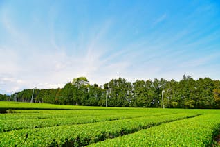 茶畑が広がる静岡でお茶三昧を楽しむ旅