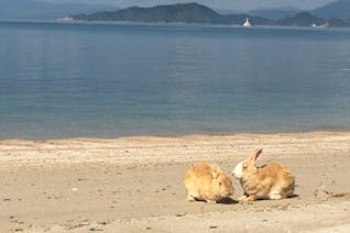 うさぎに癒され、レトロな町を散策！大久野島・竹島の旅