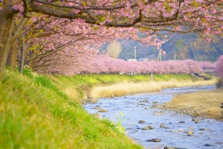 一足早く桜を眺め、春の訪れを感じる河津・稲取の旅