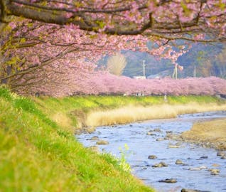 一足早く桜を眺め、春の訪れを感じる河津・稲取の旅