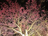 冬に咲く桜を見にいく。沖縄で日本一早い花見旅
