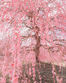 春はすぐそこ。梅の香り漂う「鈴鹿」を満喫する旅