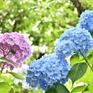 初夏の花「あやめ」「紫陽花」で季節を感じる千葉・茨城旅