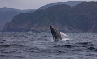 冬の奄美大島でホエールウォッチング！豊かな自然を満喫する旅