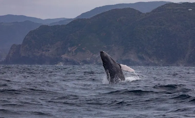 冬の奄美大島でホエールウォッチング 豊かな自然を満喫する旅 鹿児島 奄美大島の旅行モデルコース こころから