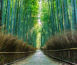 心を癒したいあなたに。早朝の京都で、「禅の精神」に触れる旅