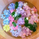 梅雨の京都を彩る、あじさいに出会う女子旅