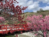 まるで桃源郷！春の彩りに包まれた昼神温泉で花桃を愛でる旅