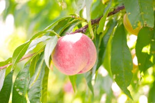 美しい海辺も温泉も楽しめる！福島の定番スポットを巡るよくばり旅