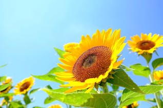 満開のひまわりに元気をもらう！子供と一緒に自然を楽しむ夏の大阪旅