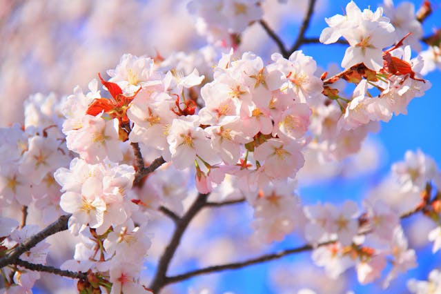 Gw旅行にもおすすめ 桜舞う札幌で 2度目のお花見 を楽しむ旅 北海道 札幌の旅行モデルコース こころから
