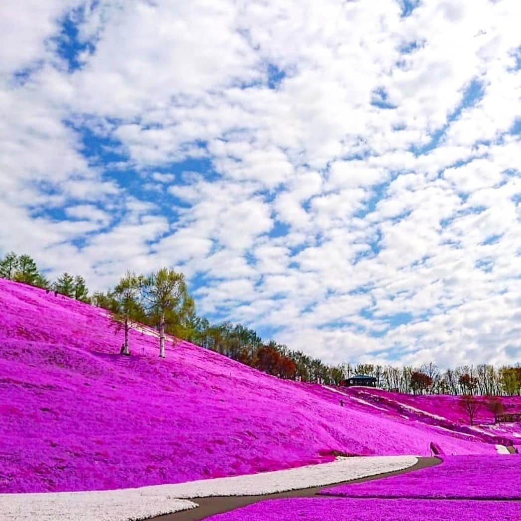 ピンク ブルーの絶景 満開の芝桜と雄大なサロマ湖を楽しむ北海道旅 北海道 網走 サロマ湖の旅行モデルコース こころから