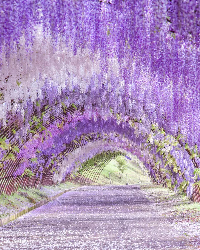 河内藤園 こころから