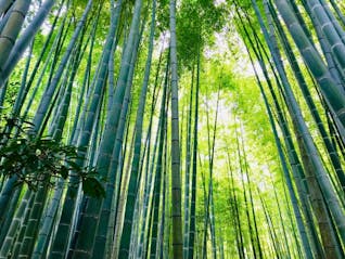 清々しい朝の鎌倉と、夜景が美しいみなとみらいを満喫する旅