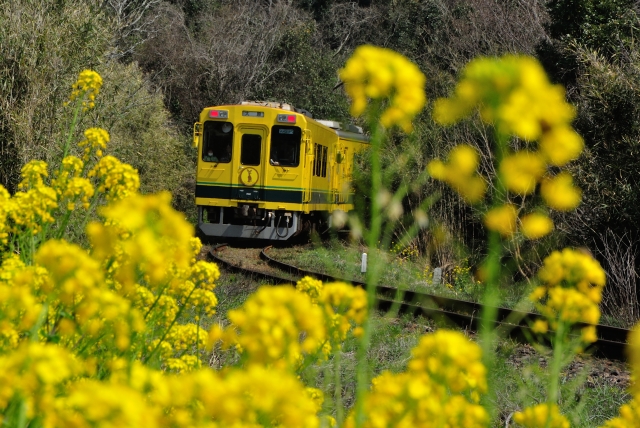 沿線に咲き誇る 菜の花 を満喫 南房総を走るローカル線の旅 千葉 いすみ 市原の旅行モデルコース こころから